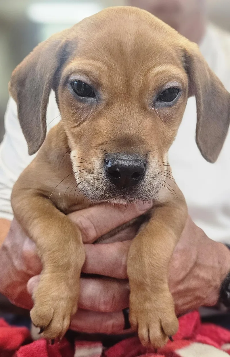 A baby small-sized male Apricot / Beige Beagle dog named Ragnar for adoption in Leesburg, AL