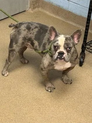 An adult medium-sized male Mixed Breed dog named Jumbled for adoption in Chamblee, GA