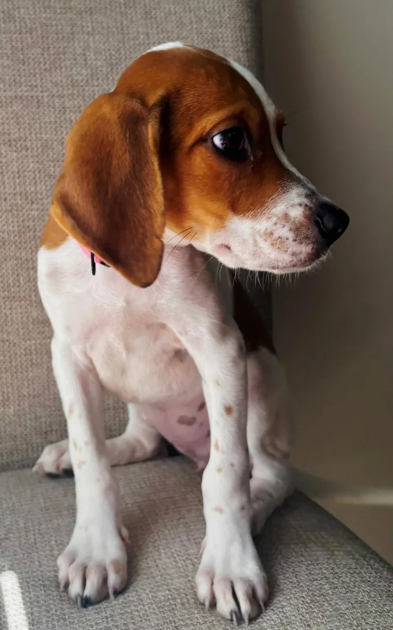 Puppy Buttons