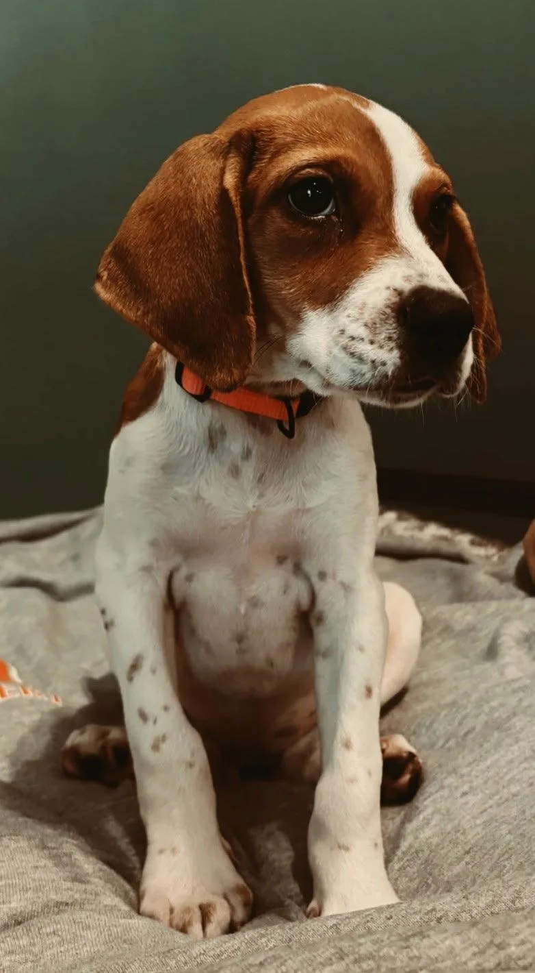 Puppy Buttons thumbnail 3