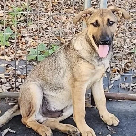 Scout Gsd Pc thumbnail 2