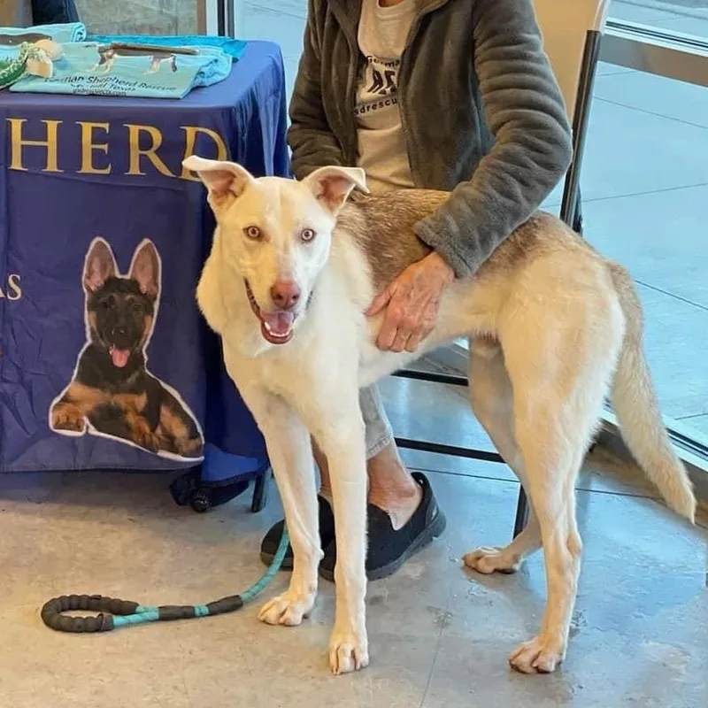 Scout Gsd Pc thumbnail 3