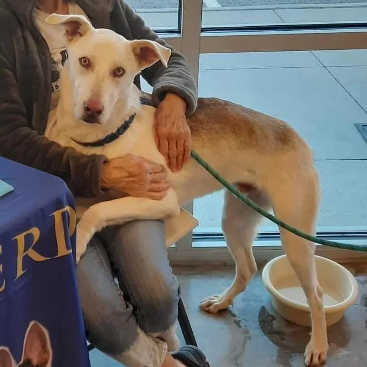 Scout Gsd Pc thumbnail 4