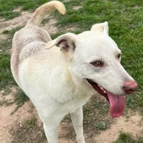 Scout Gsd Pc thumbnail 5