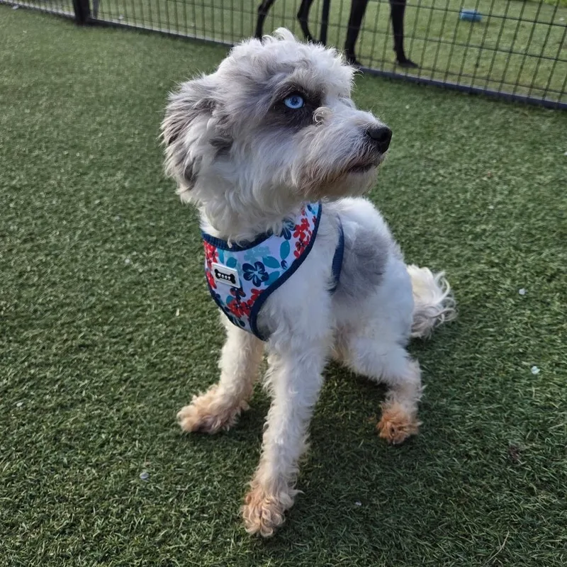 An adult small-sized male White / Cream Miniature Poodle dog named Louie for adoption in Breese, IL