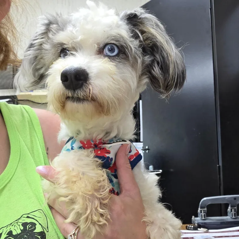 Louie thumbnail 4