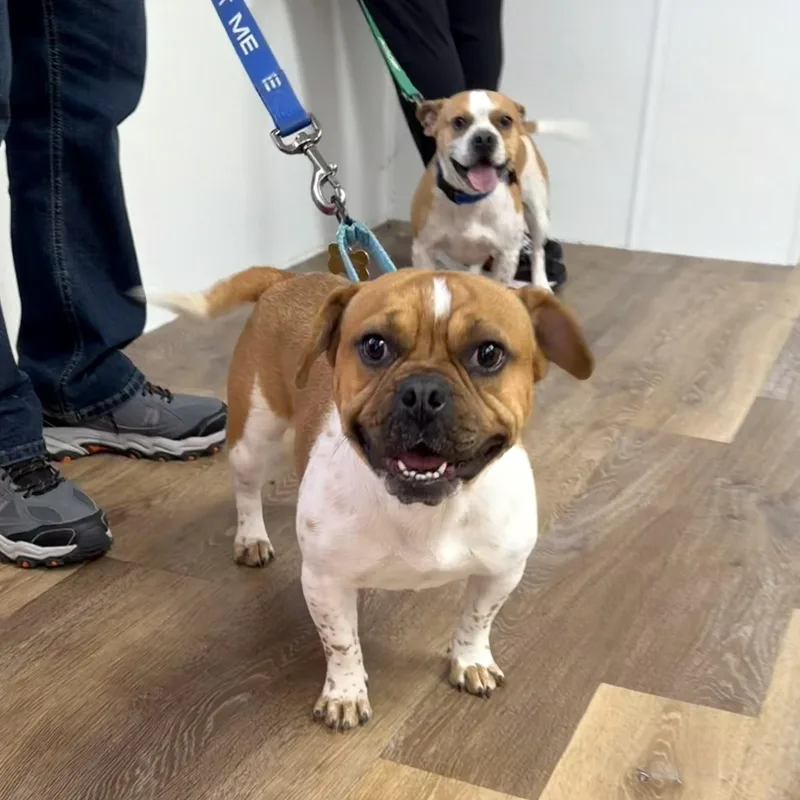 Riff Raff thumbnail 2