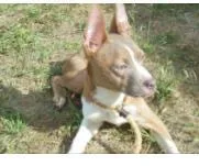 An adult medium-sized male Mixed Breed dog named Brown for adoption in West Chester, PA