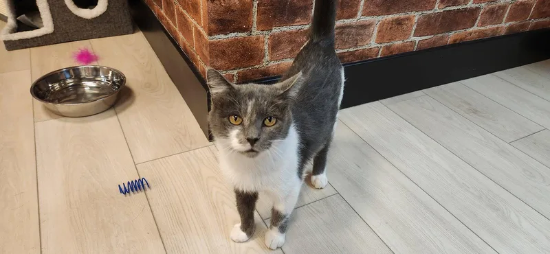 A young medium-sized female Gray / Blue / Silver Domestic Short Hair cat named Leigh for adoption in Herndon, VA