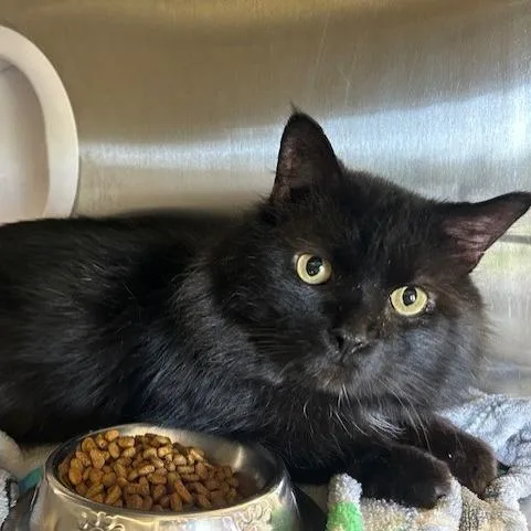 An adult large-sized male Black Domestic Medium Hair cat named Batman for adoption in Knoxville, TN