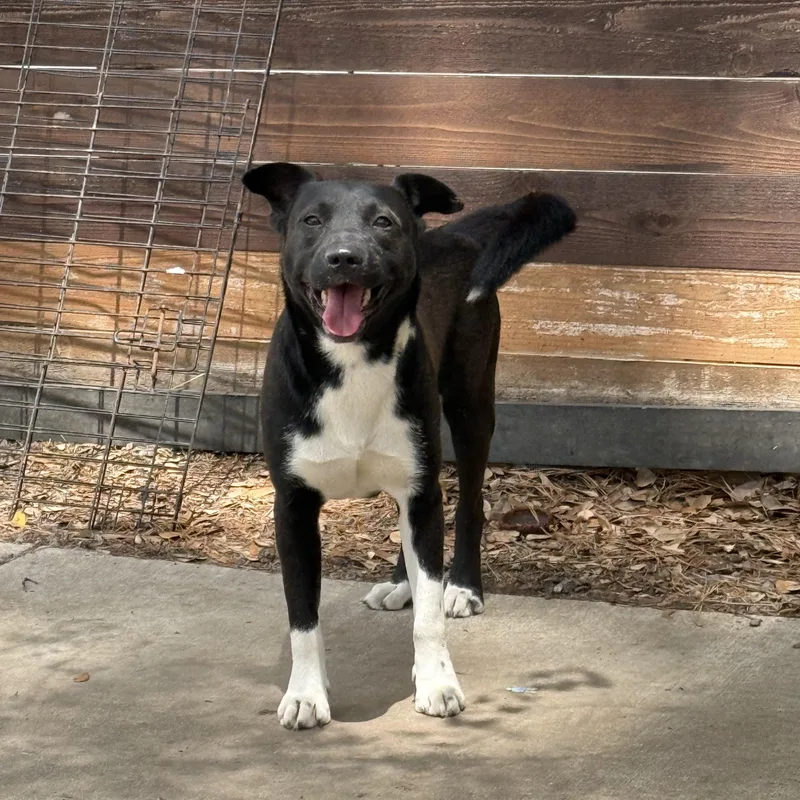An adult medium-sized male Black Shepherd dog named Charley for adoption in Annandale, VA