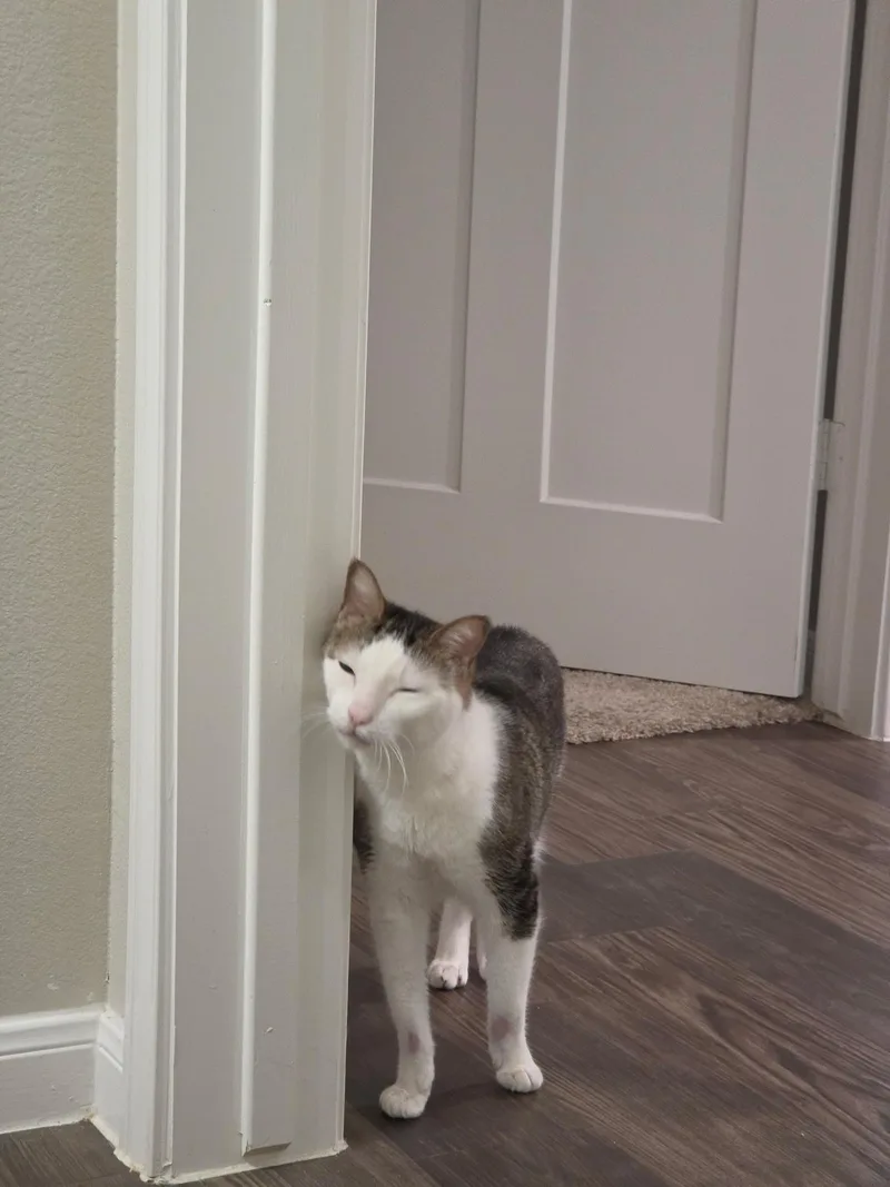 Skipper