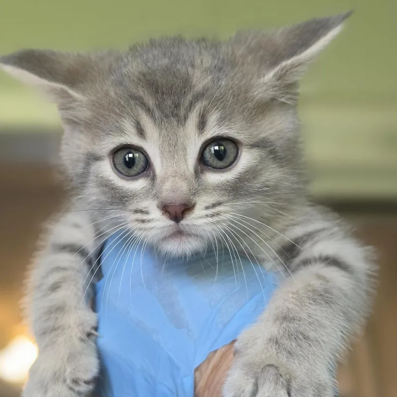 A baby small-sized female Gray / Blue / Silver Domestic Short Hair cat named Veda for adoption in Troy, IL