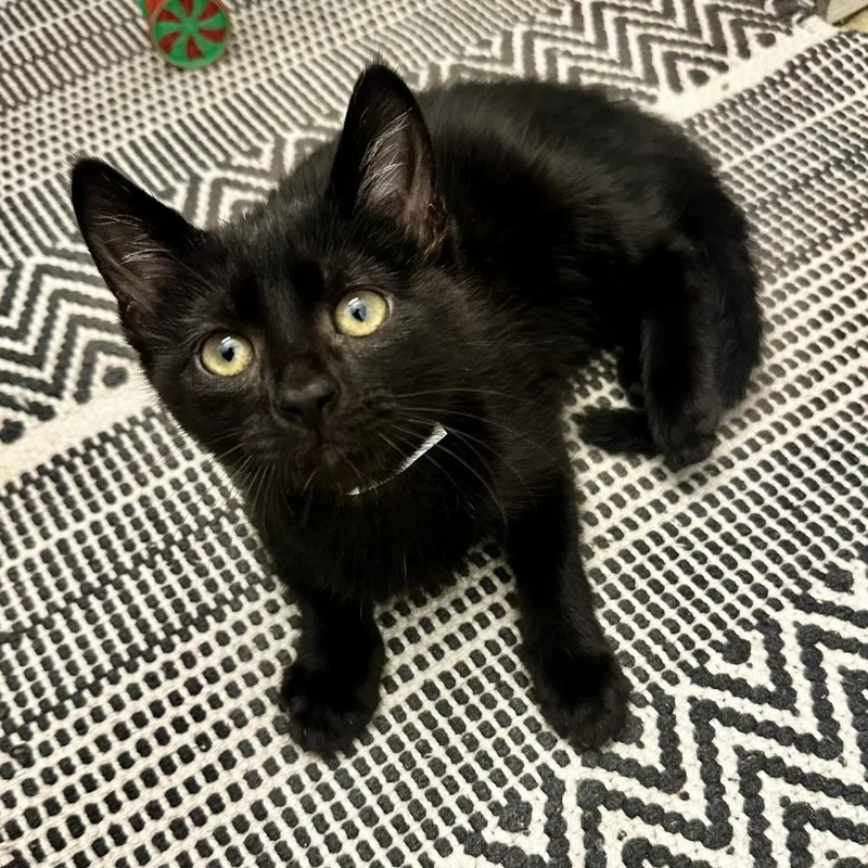 A baby small-sized female Black Domestic Short Hair cat named Irlene KC for adoption in Union, MO