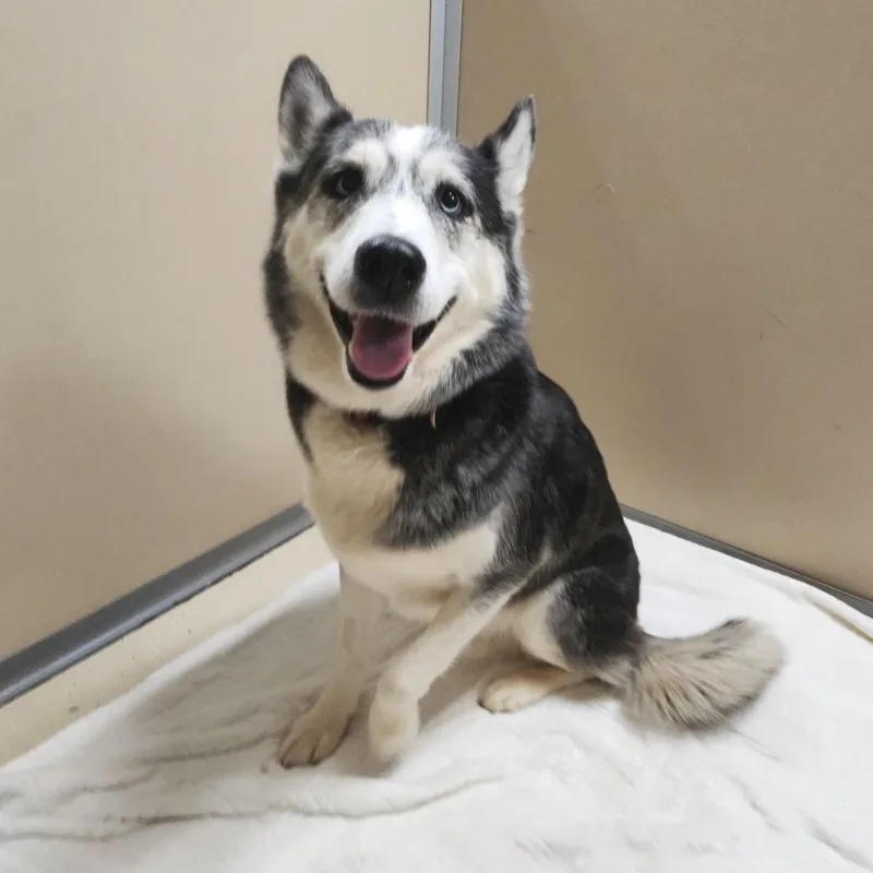 A senior large-sized male Husky dog named King for adoption in Cumming, GA