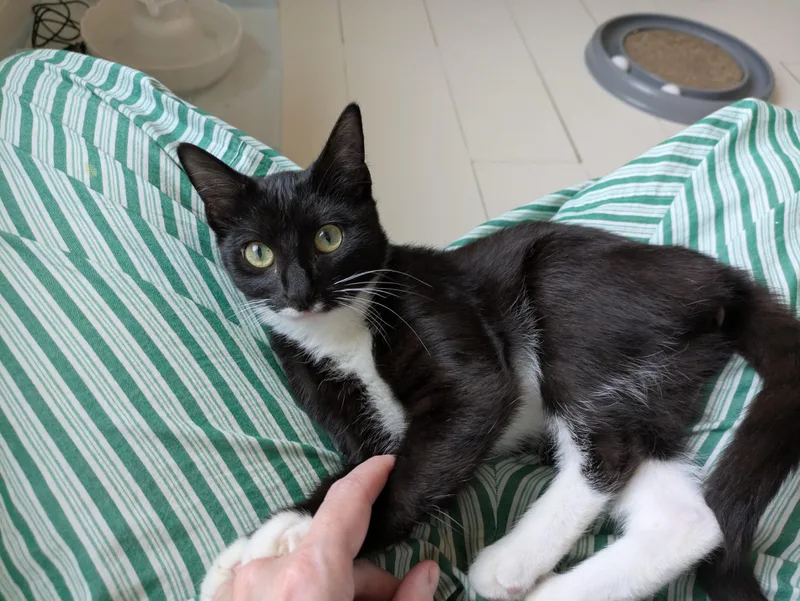 A baby medium-sized female Black & White / Tuxedo Domestic Short Hair cat named Tiny Tina for adoption in Omaha, NE