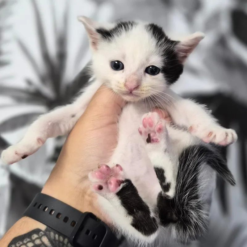 A baby small-sized male White Domestic Short Hair cat named Bagel Bite for adoption in Wahiawa, HI