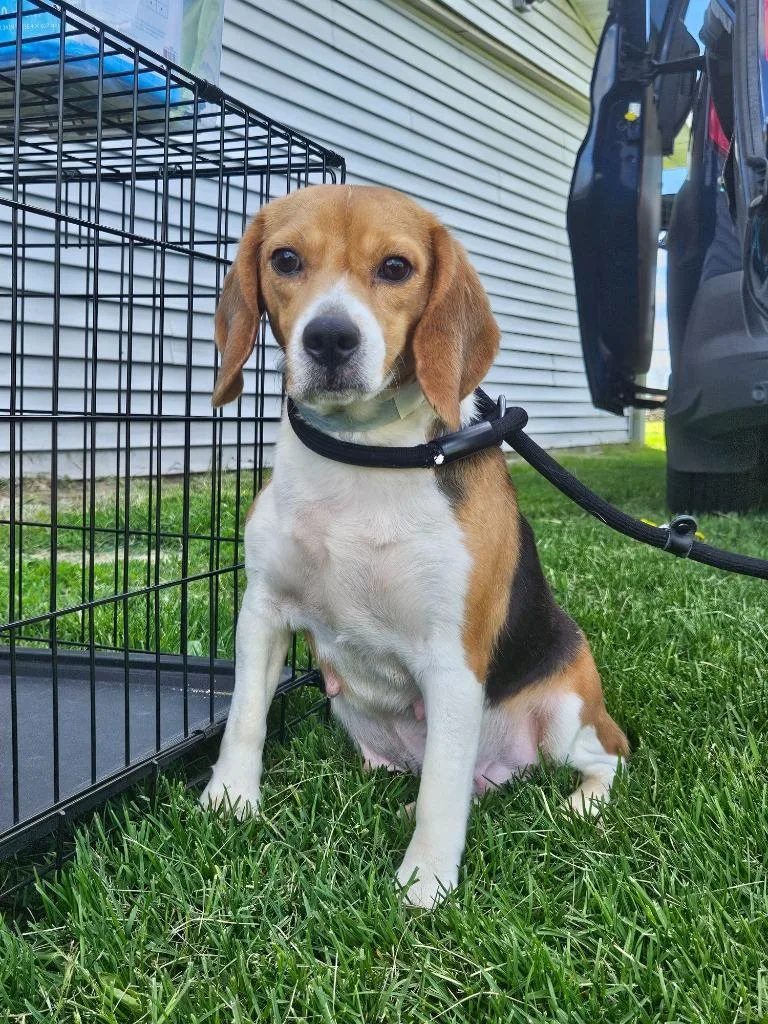 An adult medium-sized female Beagle dog named Blanche for adoption in Barron, WI
