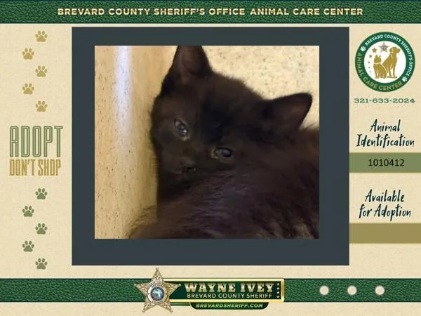 A baby large-sized female Domestic Short Hair cat named Onyx for adoption in Melbourne, FL