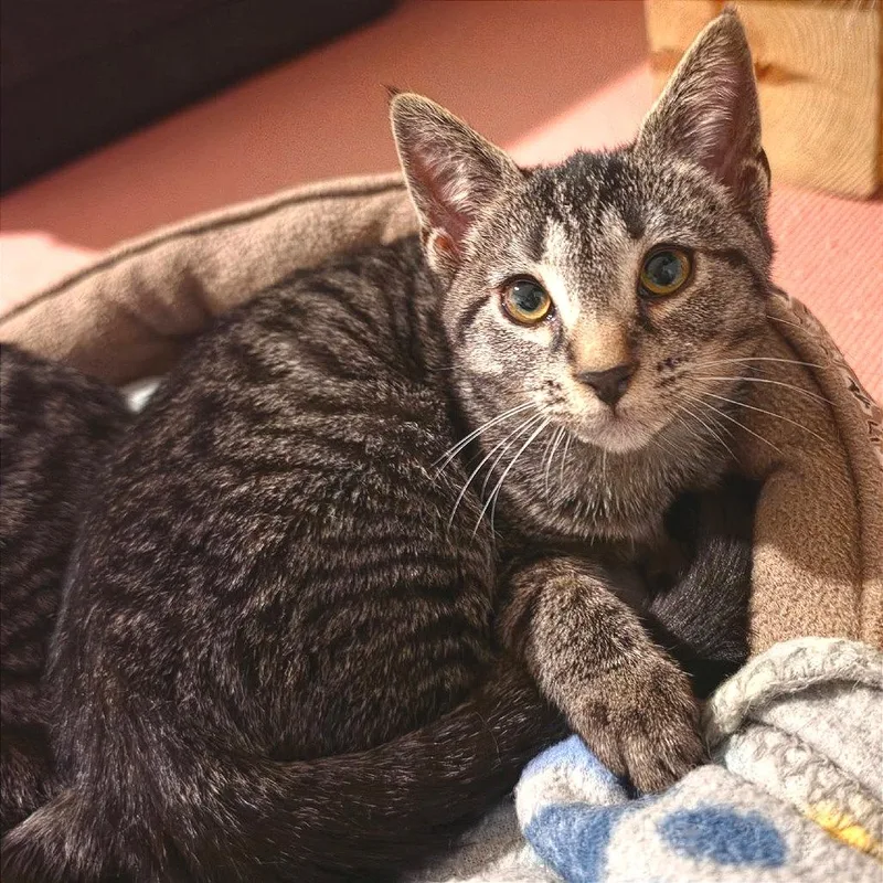 A baby small-sized female Gray / Blue / Silver Domestic Short Hair cat named Jiggles for adoption in Newport News, VA