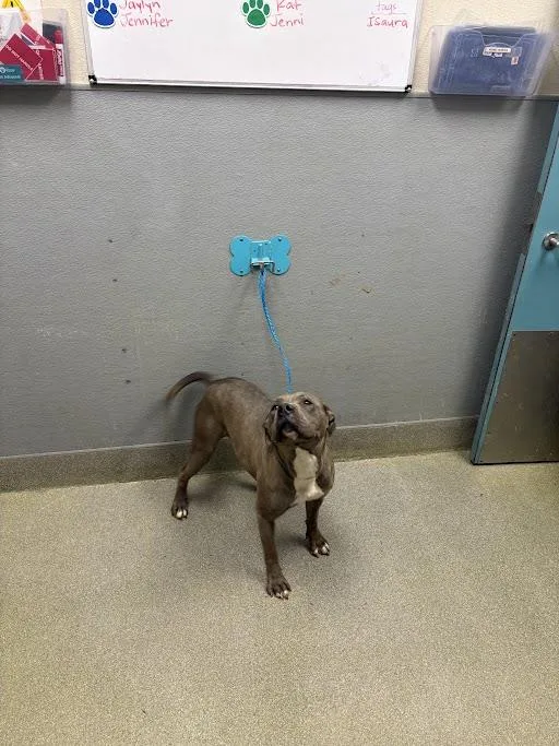An adult medium-sized female Pit Bull Terrier dog named Monee for adoption in Las Vegas, NV