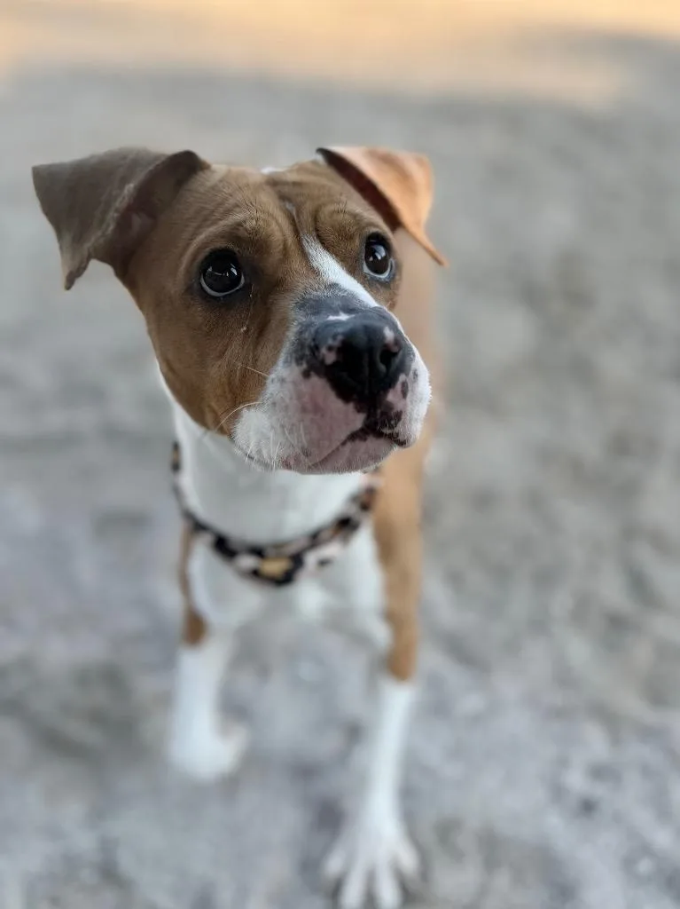 A young small-sized female Mixed Breed dog named Bug for adoption in Muskegon, MI