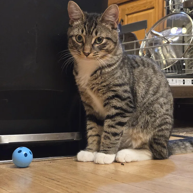 A young medium-sized female Tabby (Orange / Red) Domestic Short Hair cat named Fred & Velma for adoption in Milwaukee, WI