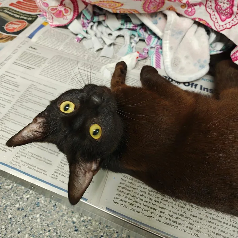 A young medium-sized female Black Domestic Short Hair cat named Alanis for adoption in Hendersonville, NC