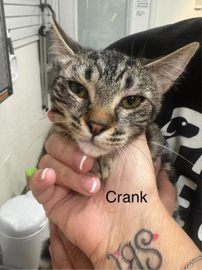 A young small-sized female Tabby cat named Crank for adoption in Saint George, UT