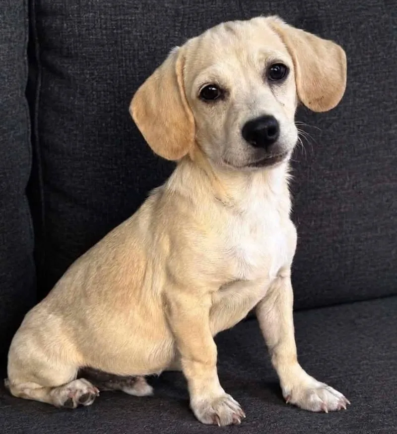 A baby small-sized male White / Cream Puggle dog named Toby for adoption in San Tan Valley, AZ