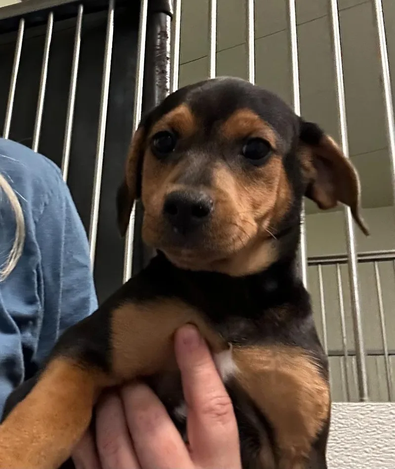 A baby small-sized male Mixed Breed dog named Forrest for adoption in Neosho, MO