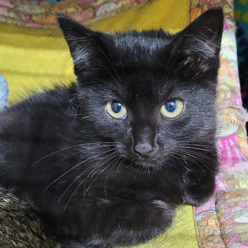A baby small-sized female Black Domestic Short Hair cat named Mouse for adoption in Traverse City, MI