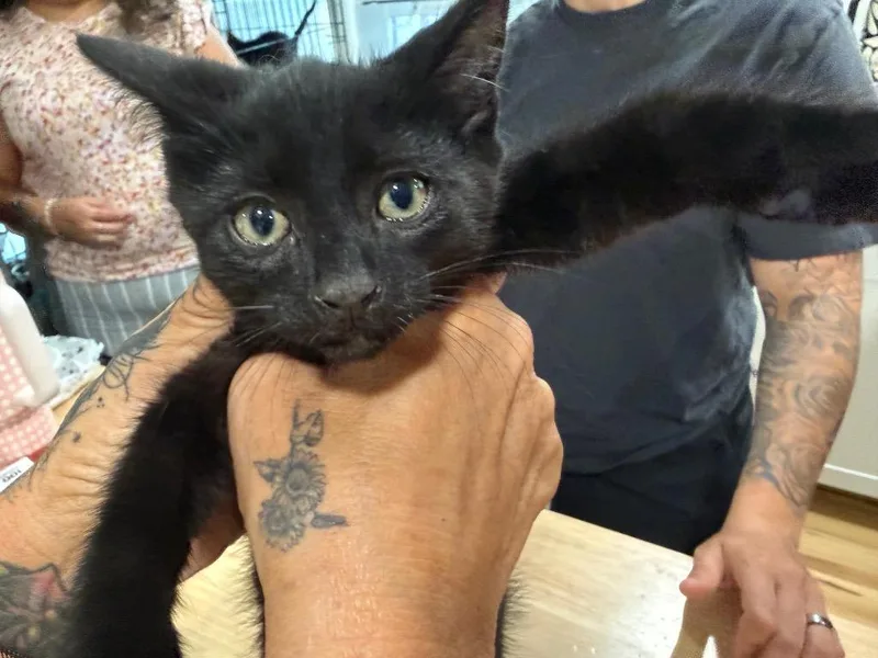 A baby large-sized male Domestic Short Hair cat named Soot for adoption in warrenville, SC
