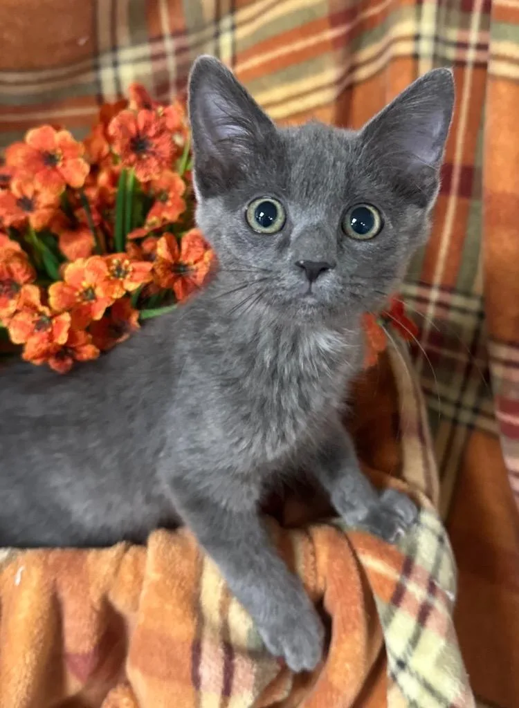 A baby small-sized male Domestic Short Hair cat named Bronco for adoption in Stillwater, OK