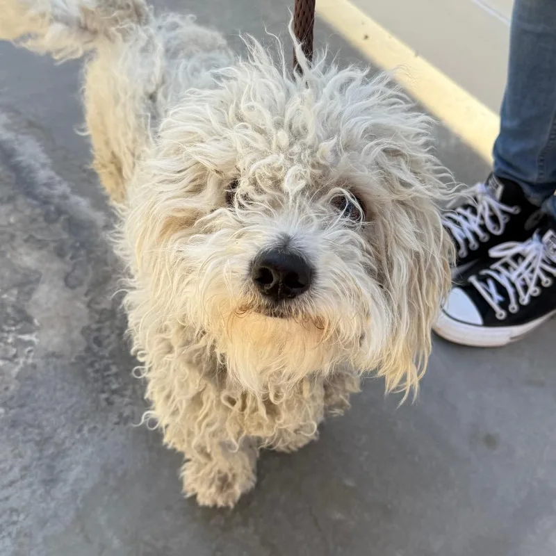 A baby small-sized male White / Cream Poodle dog named Alfie for adoption in Santa Barbara, CA