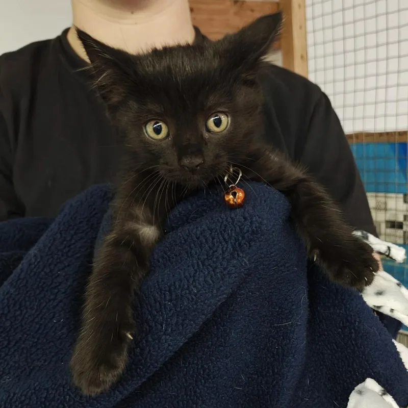 A baby small-sized female Black Domestic Short Hair cat named Scream for adoption in Madison, WI