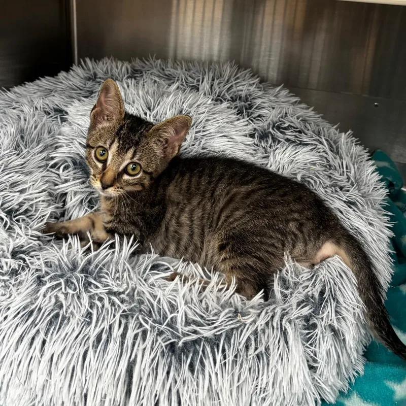 A baby small-sized male Brown / Chocolate Domestic Short Hair cat named Mochi for adoption in Corpus Christi, TX