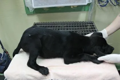 A baby small-sized male Labrador Retriever dog named Alfalfa for adoption in Picayune, MS