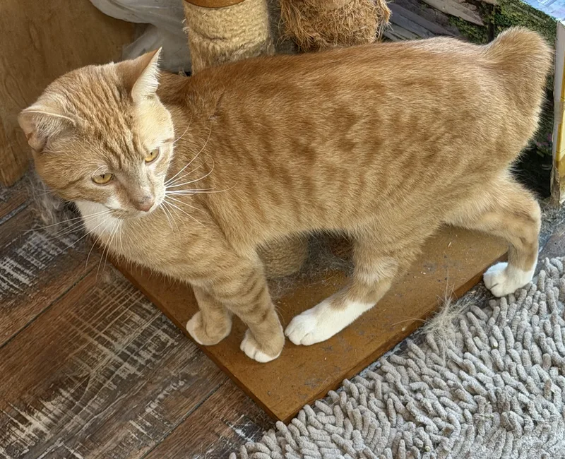 A young medium-sized male Tabby (Orange / Red) Manx cat named Clyde for adoption in Churchville, PA