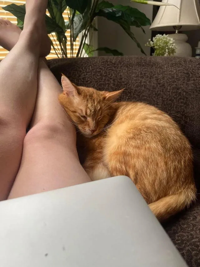 An adult medium-sized male Tabby (Orange / Red) Tabby cat named Garfield for adoption in Columbia, SC