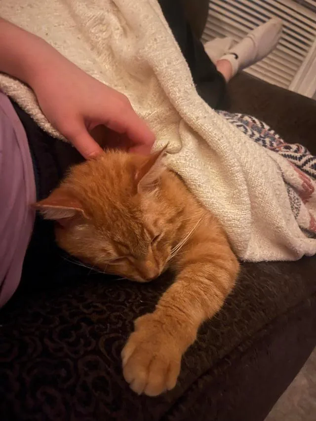 Garfield thumbnail 4