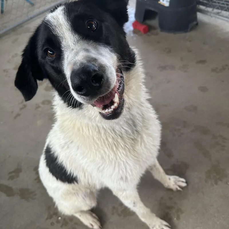 An adult large-sized male Black Australian Shepherd dog named Simon for adoption in Pacific, MO