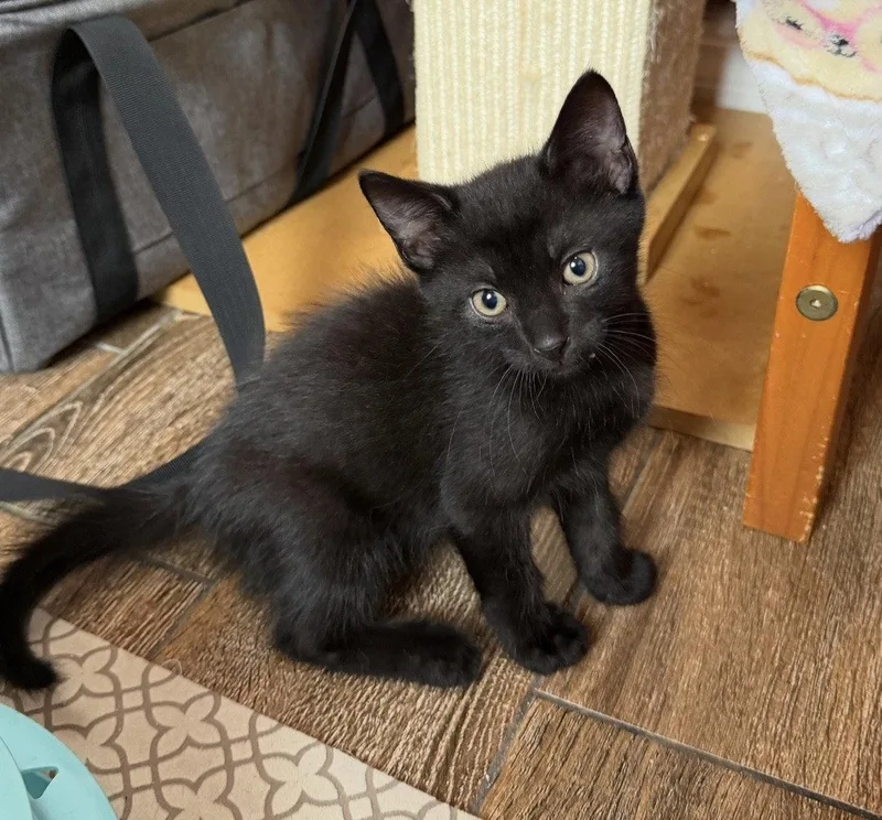 A baby medium-sized male Black Domestic Short Hair cat named Donald for adoption in Orlando, FL