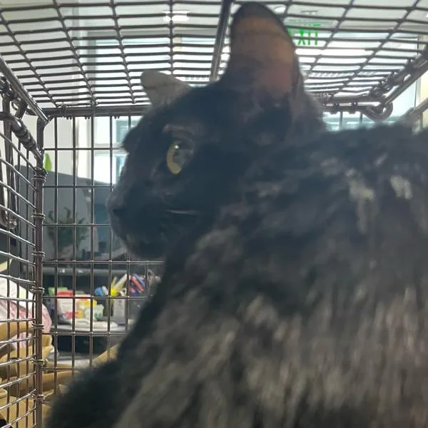 An adult small-sized female Domestic Short Hair cat named Phoebe for adoption in Des Moines, IA