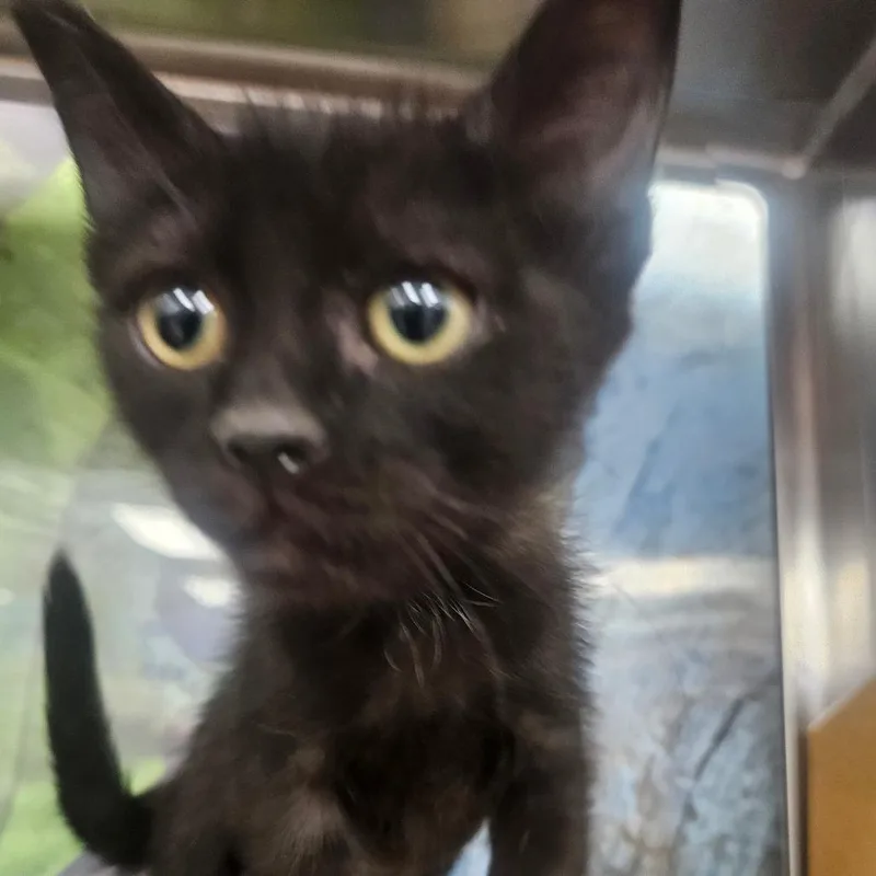 A baby small-sized female Black Domestic Short Hair cat named Oscura for adoption in Grantsville, UT
