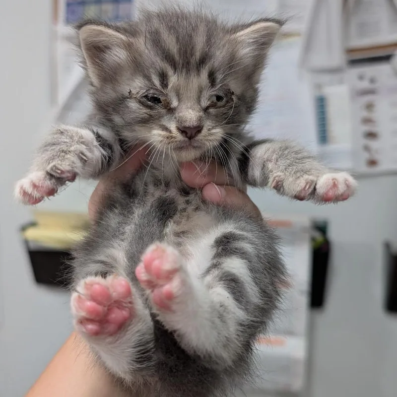 A baby small-sized female Domestic Short Hair cat named Fluffy for adoption in Buchanan Dam, TX