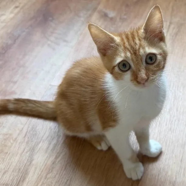 A baby small-sized male Orange & White Domestic Medium Hair cat named Dave for adoption in Santa Maria, CA