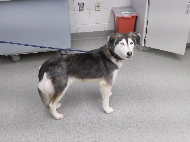 A young medium-sized female Siberian Husky dog named Lucretia for adoption in Omaha, NE