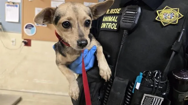 A young small-sized male Chihuahua dog named Dog for adoption in Riverside, CA