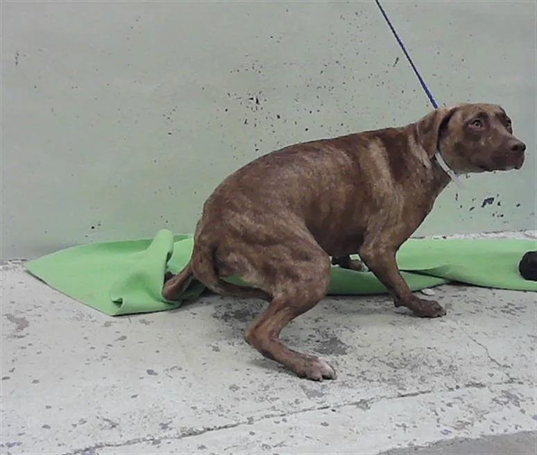 A young medium-sized female Staffordshire Bull Terrier dog named A for adoption in Houston, TX